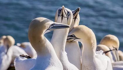 罗西尼尔成切尔西新帅 鲁尼赞其“最佳教练”