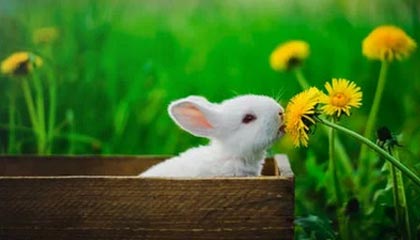 从詹姆斯身上学到了什么？里夫斯：他23年保持高水平 我很欣赏他